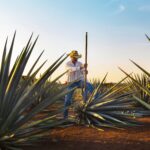 🍹 Descubre las 10 increíbles costumbres de Tequila Jalisco que no puedes perderte